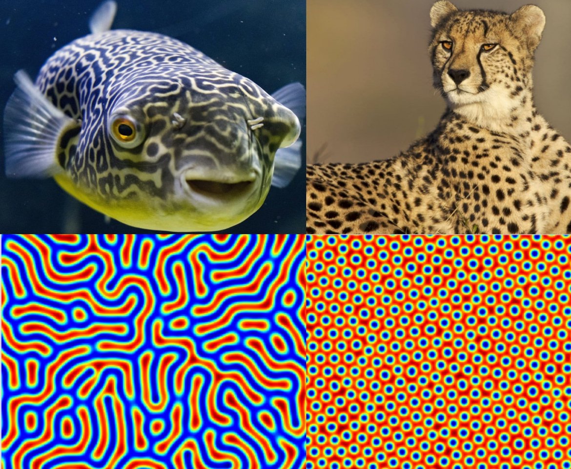 Turing patterns appearing in nature